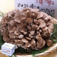 福井県産 九頭竜まいたけ１株(500ｇ前後)　舞茸 マイタケ 送料無料 国産 産地直送 きのこ 野菜